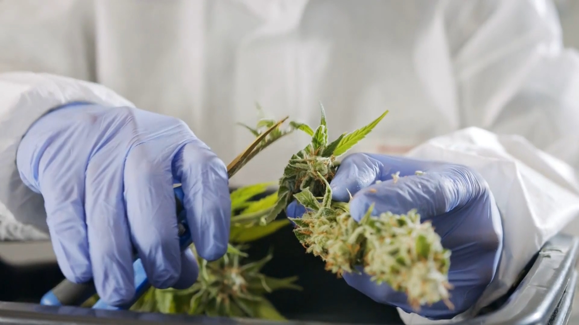 MJ web 1_1.3.1 (1).jpg