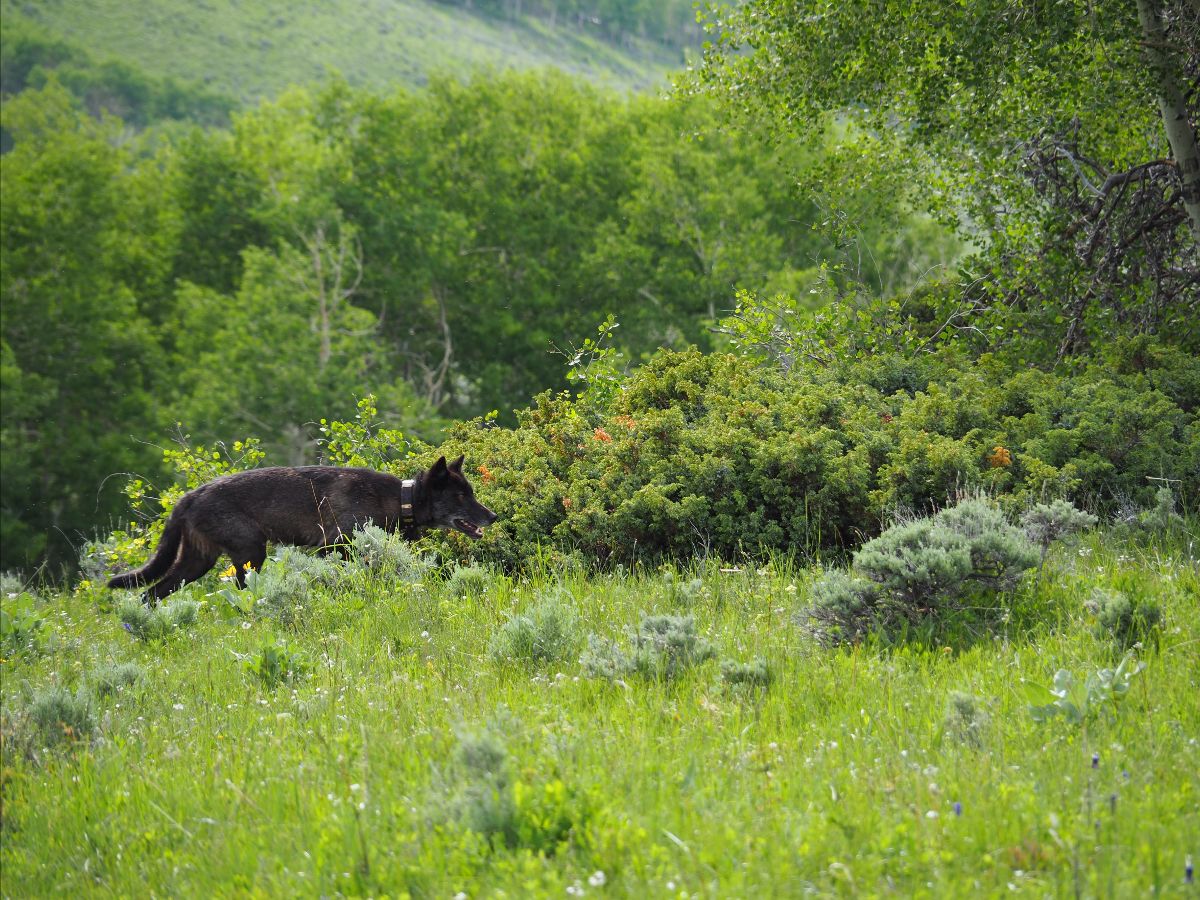 female wolf F1084 in colorado.jpeg