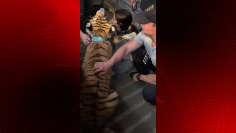 tiger_redbackground.jpg