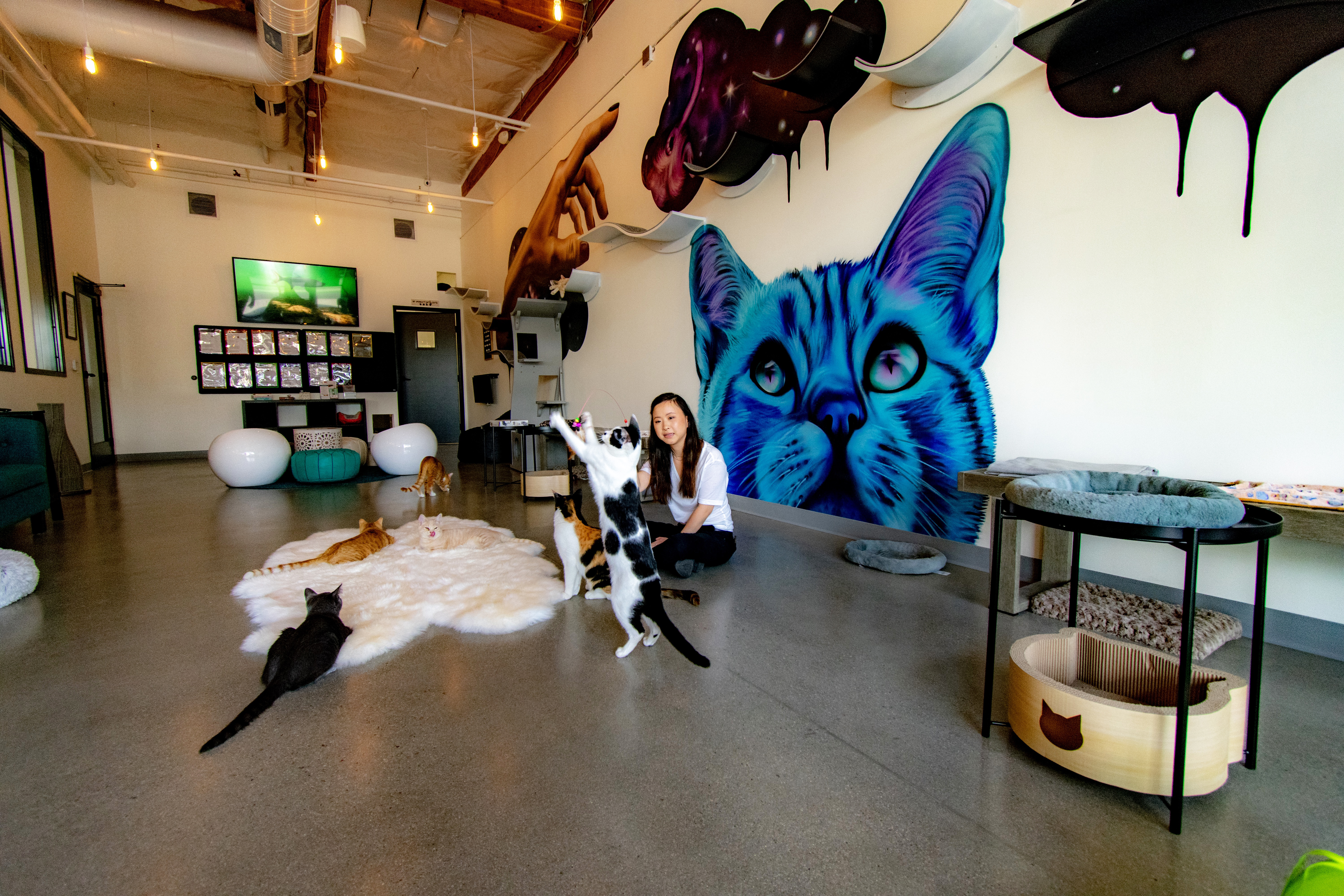 cat and craft vista cafe