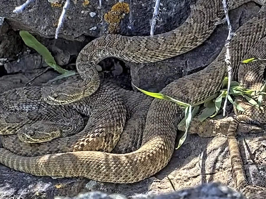 Rattlesnake Cam mega den
