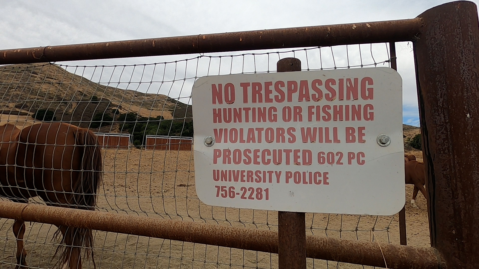CAL POLY EQUINE.jpg