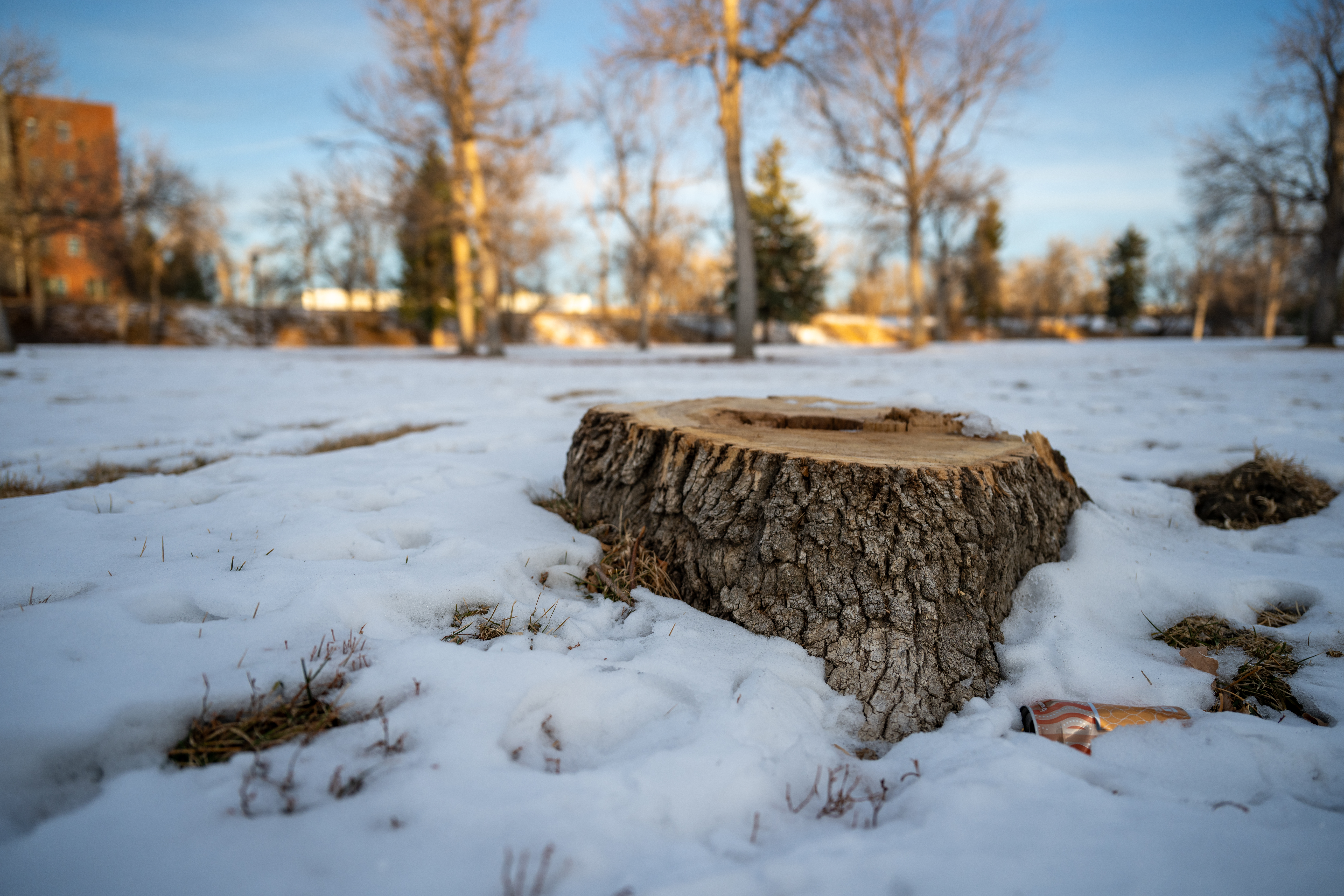 gibson park trees-3.jpg
