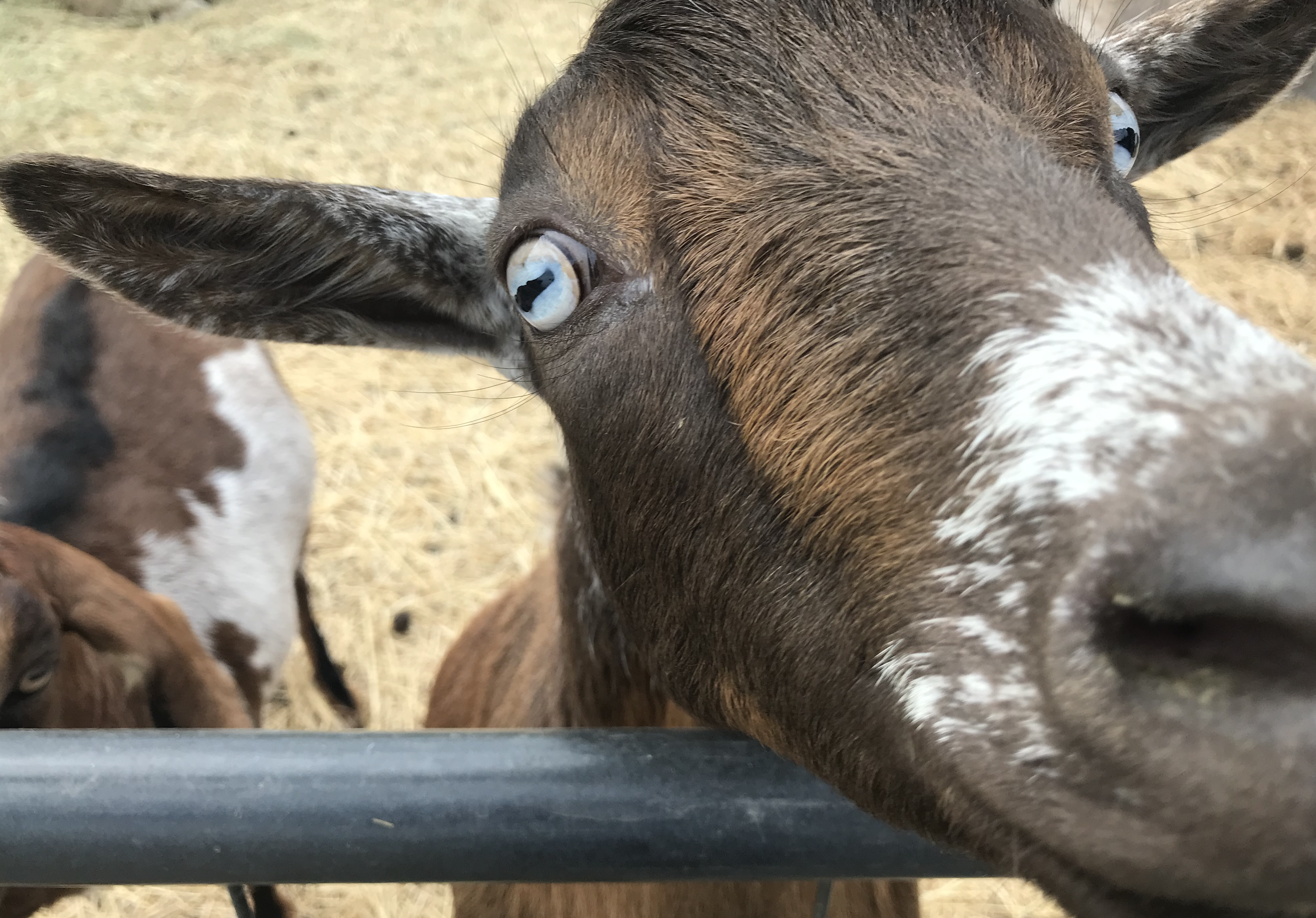 rescue ranch