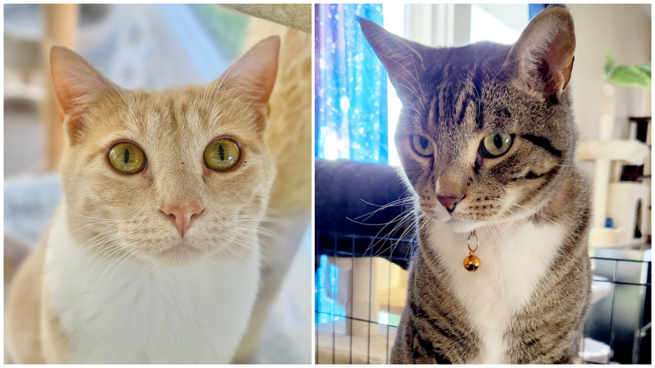 Pets Of The Week: Hollie and Caelan