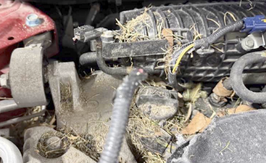 Screenshot 2025-04-14 at 9.06.49 AM.png