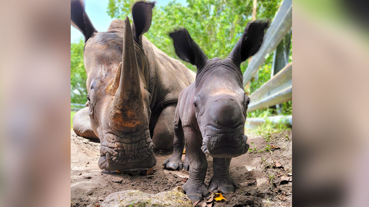 New rhino born at Lion Country Safari, Aug. 6, 2022