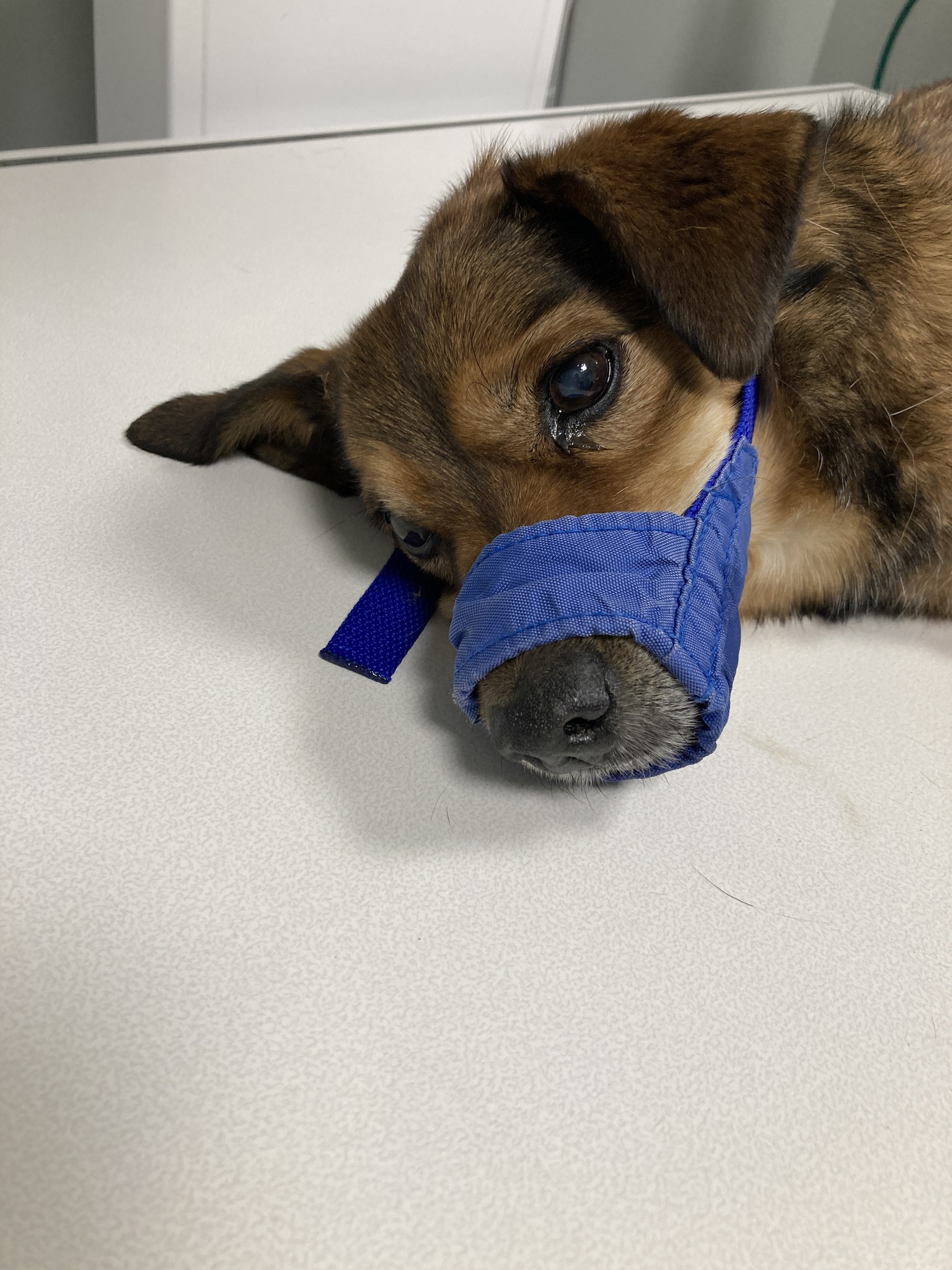 Commerce City animal abuse 11-23-24