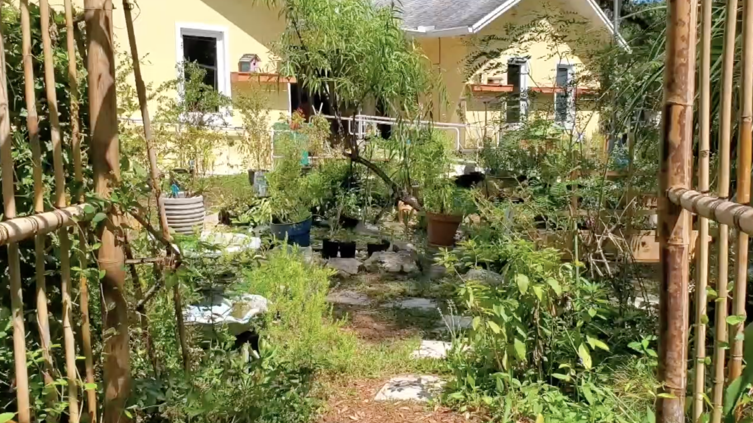 plants 04062023.png
