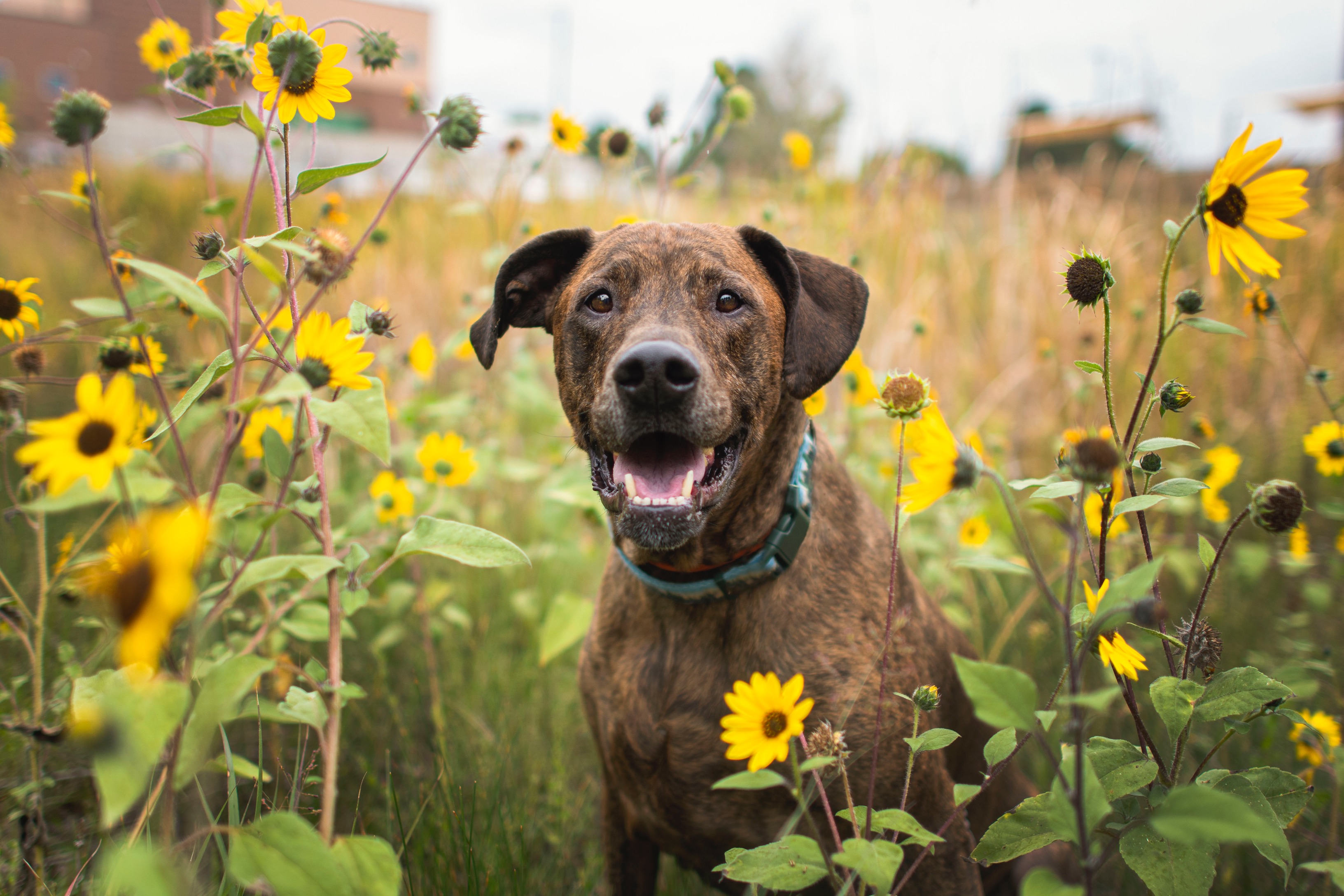 Tigger in sunflowers.png