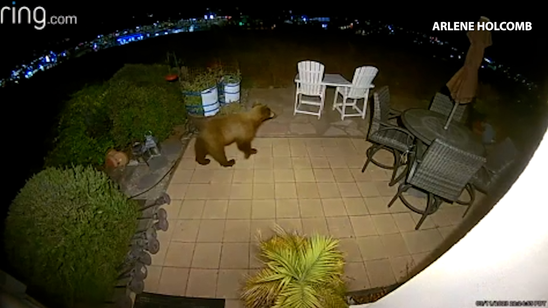 Bear caught on camera roaming around a backyard in Pismo Beach 