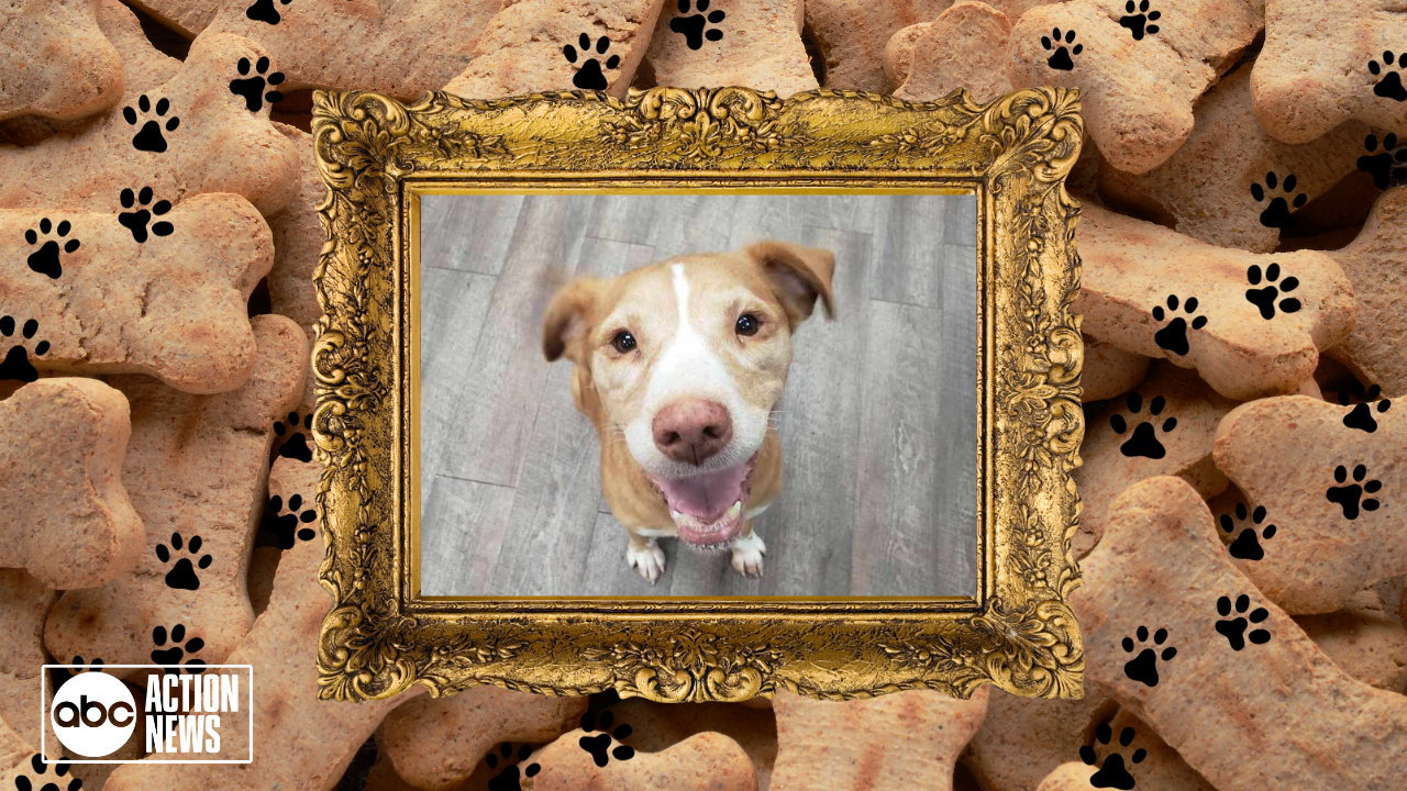 Rescues in Action: Sandy