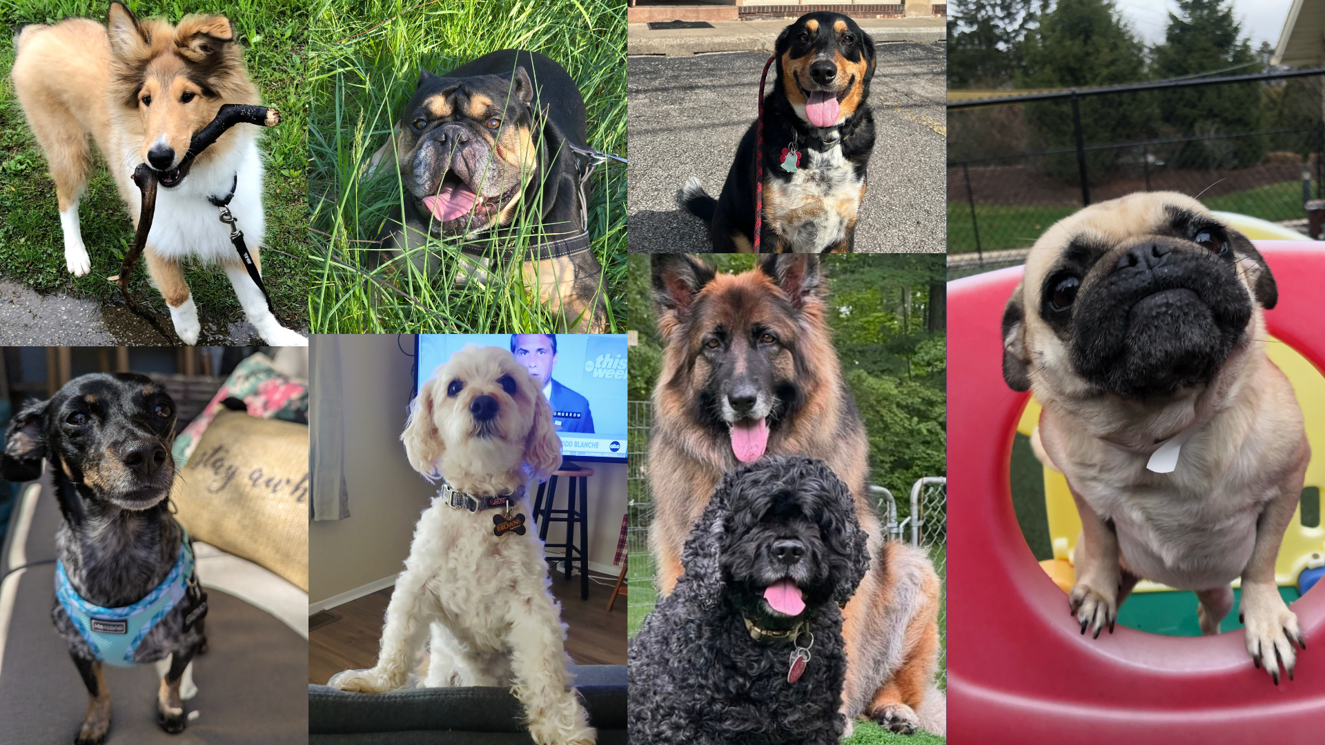 May 25-31: Dog Walking Forecast