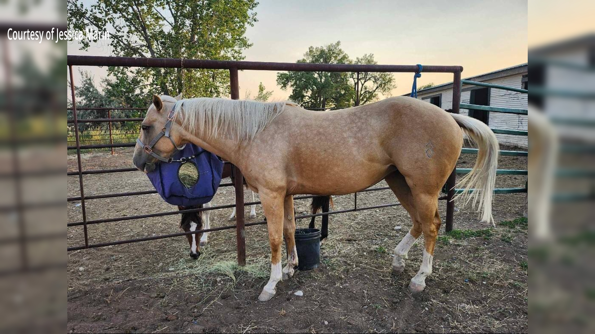 Jessica's Horse