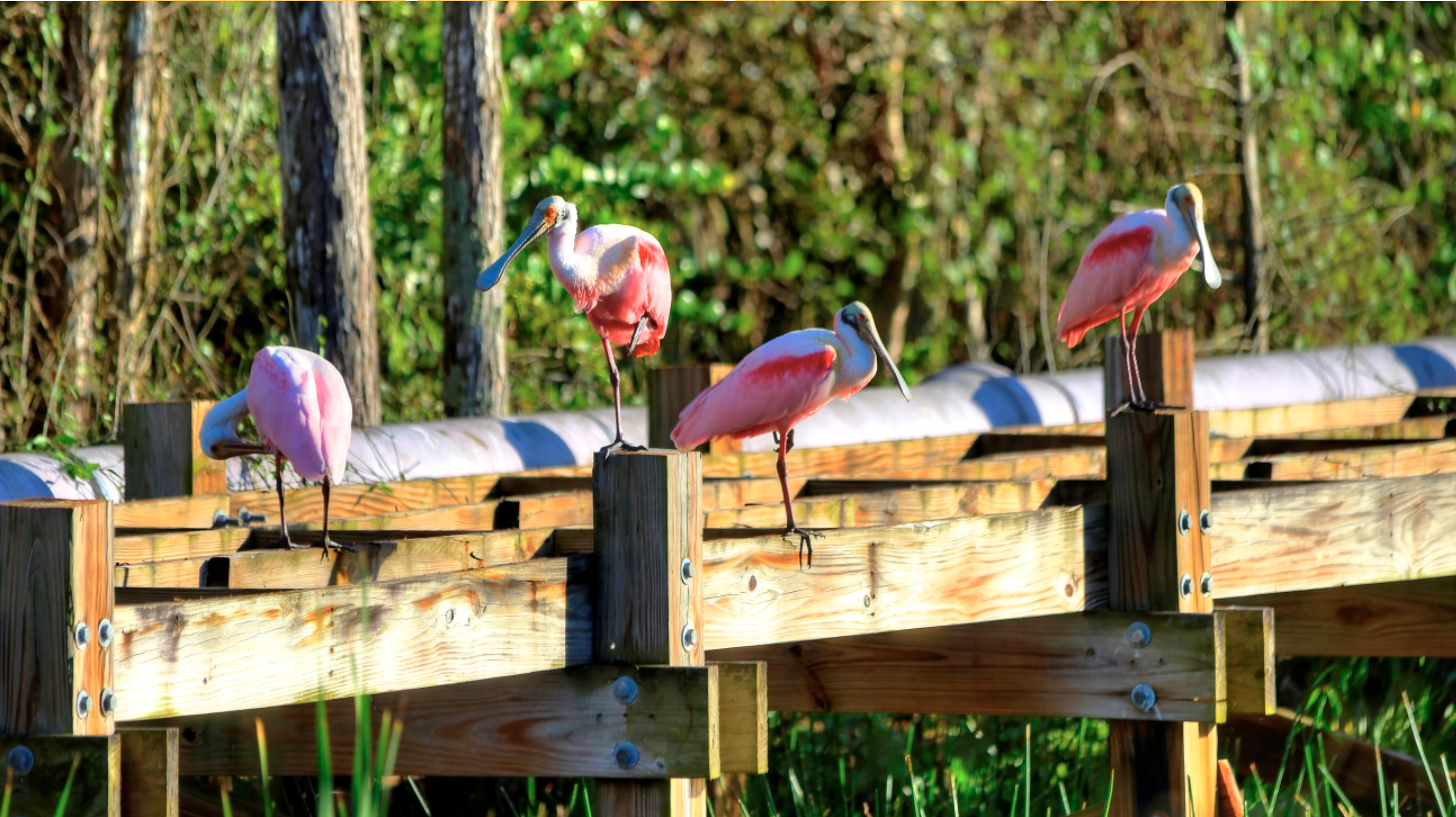 Grassy Waters Preserve is a 23 square mile wetlands ecosystem that serves as the freshwater supply for the City of West Palm Beach and the towns of South Palm Beach and Palm Beach Island. Historically, Grassy Waters was both a key component of the Greater Everglades watershed and the headwaters of the Northwest Fork of the Loxahatchee River.