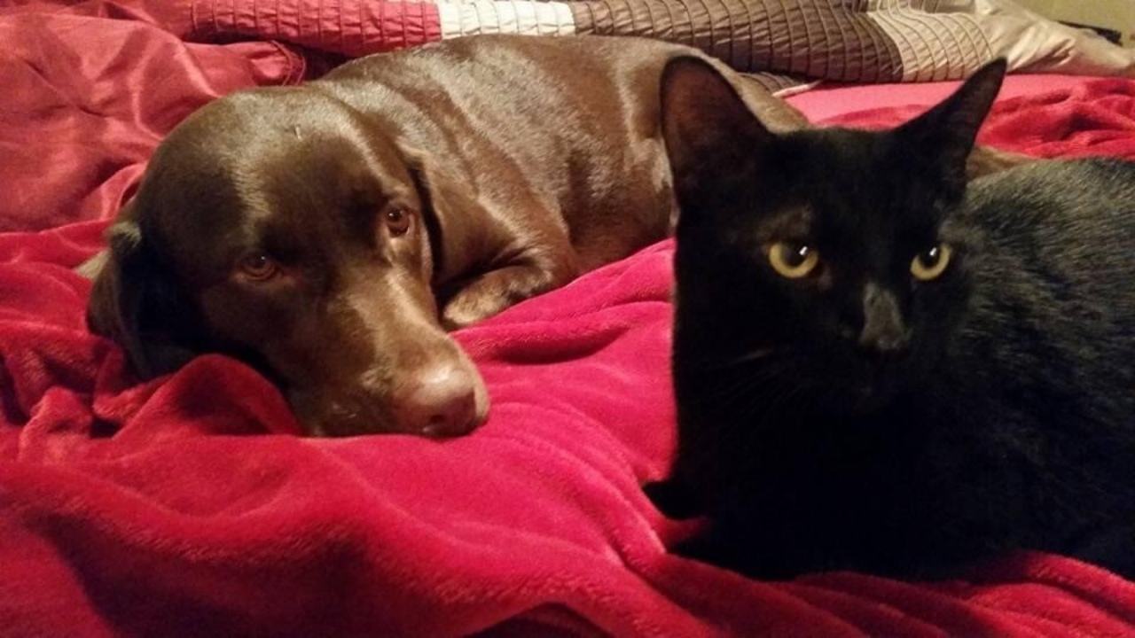 Chase and Amber Daine Partelo.png