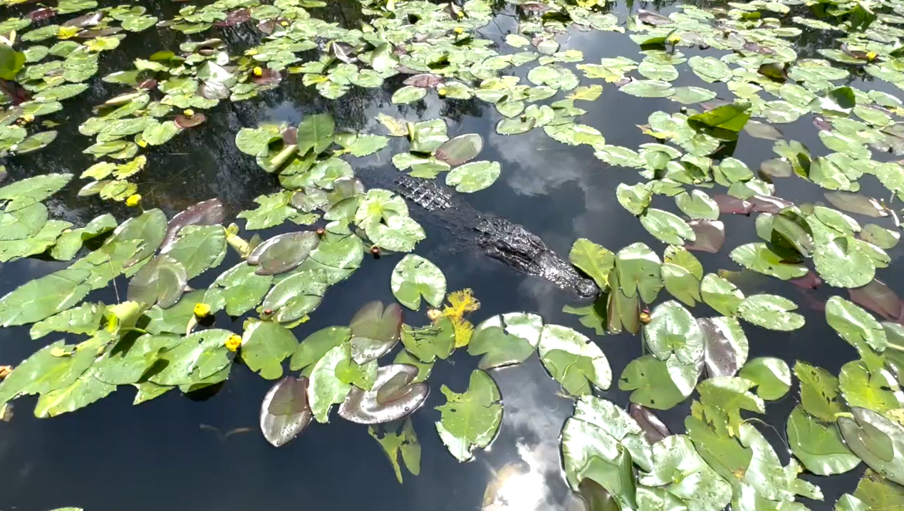 everglades florida_alligator_june 8 2023.png