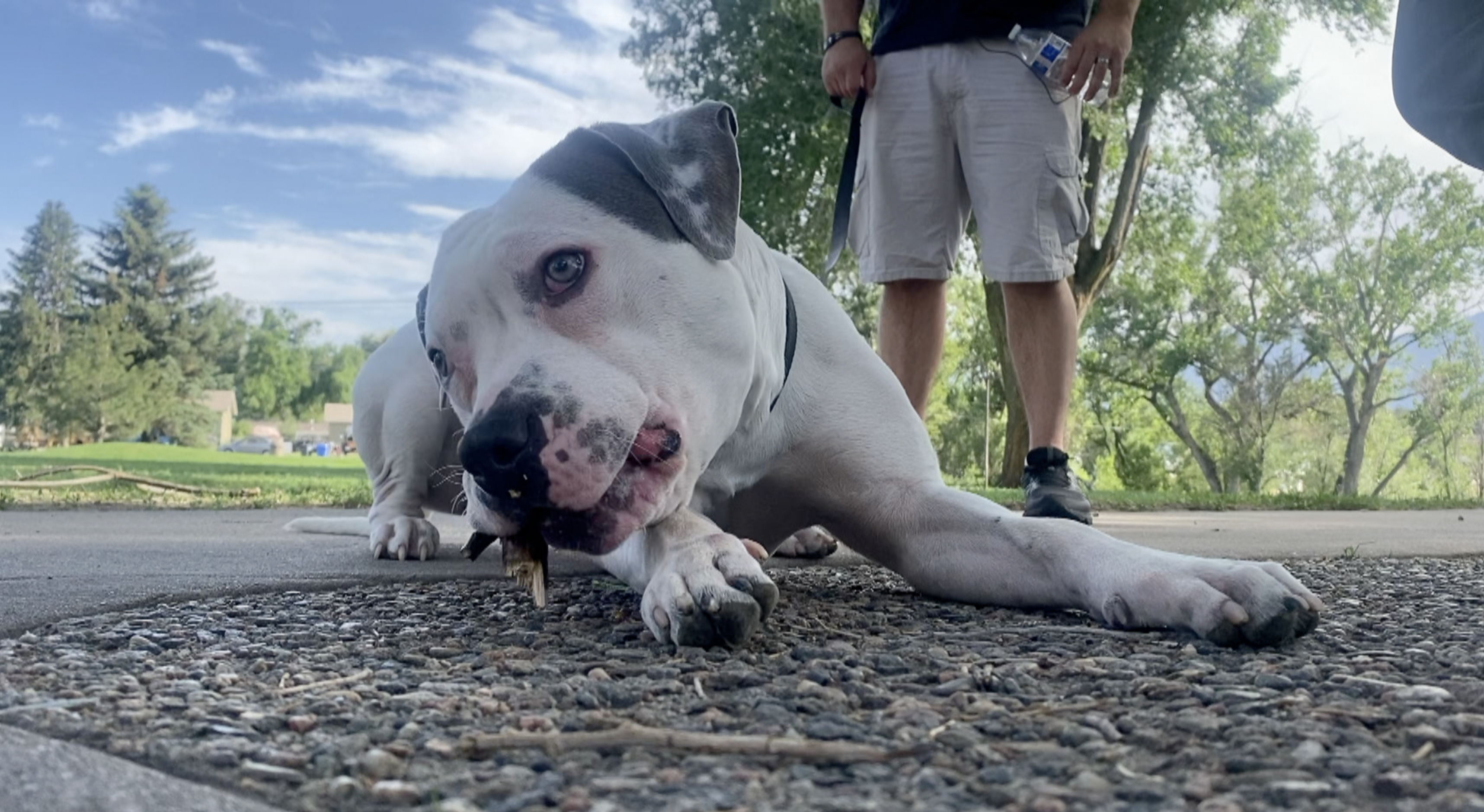 Bruno, a pit bull who was dumped in a park, was rescued by a veteran living nearby.