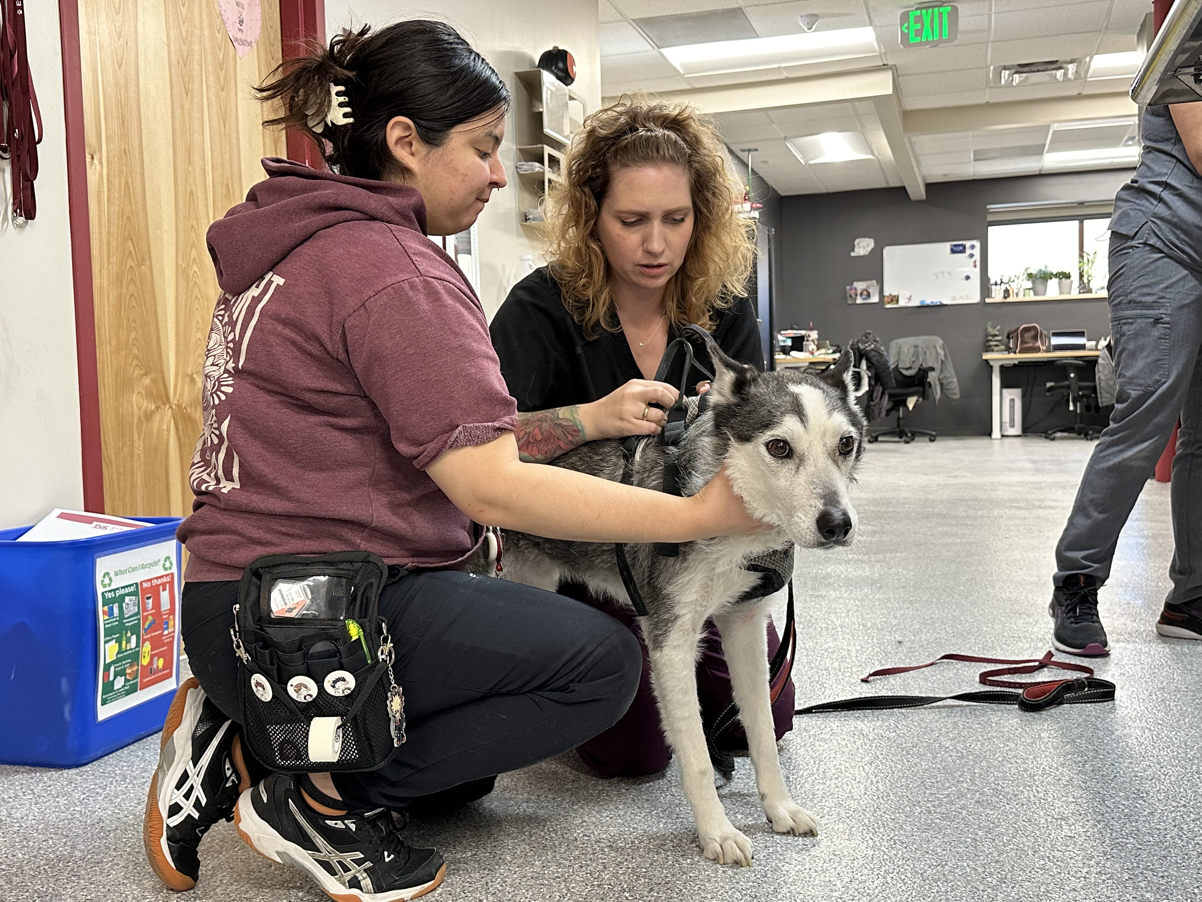 Dog with respiratory illness