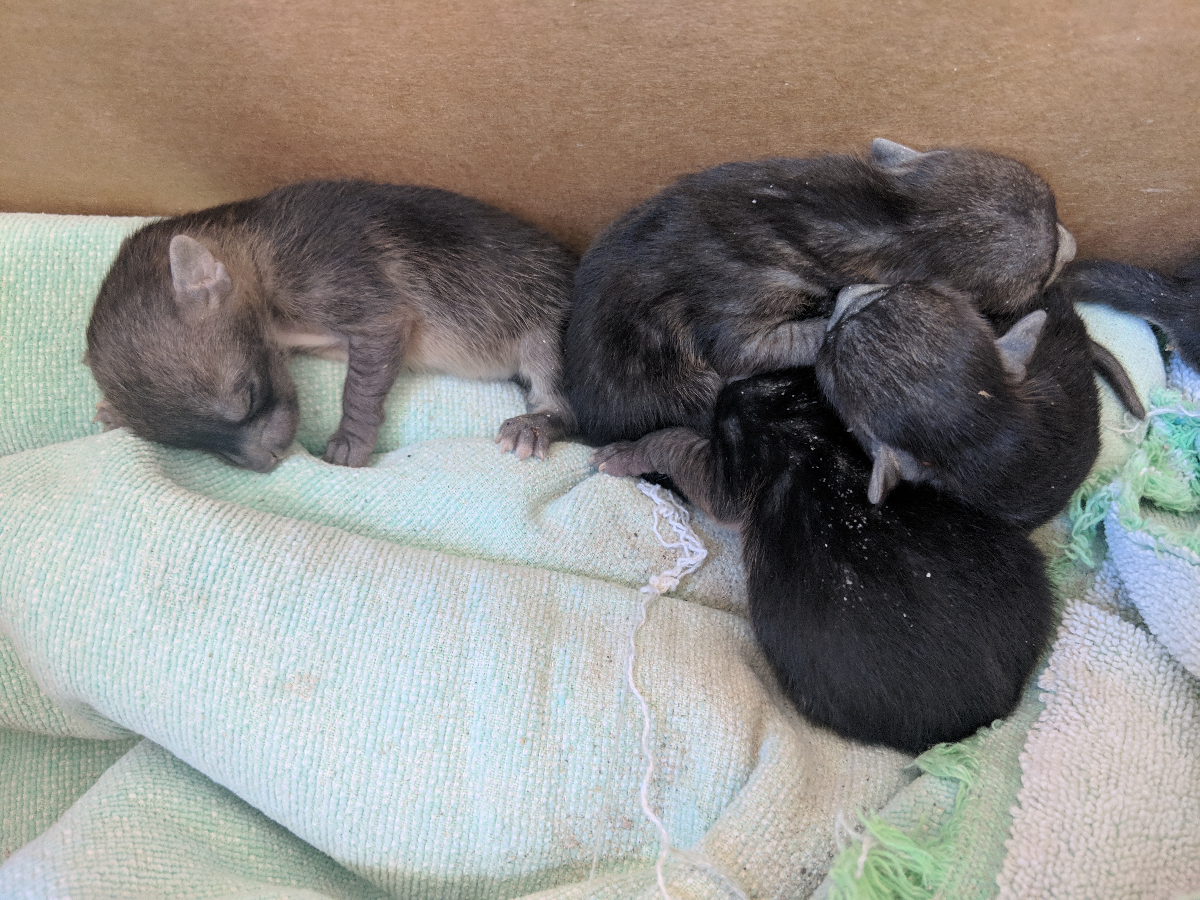 san diego humane Neonate Grey Fox Rescue HLE-4[1].jpg