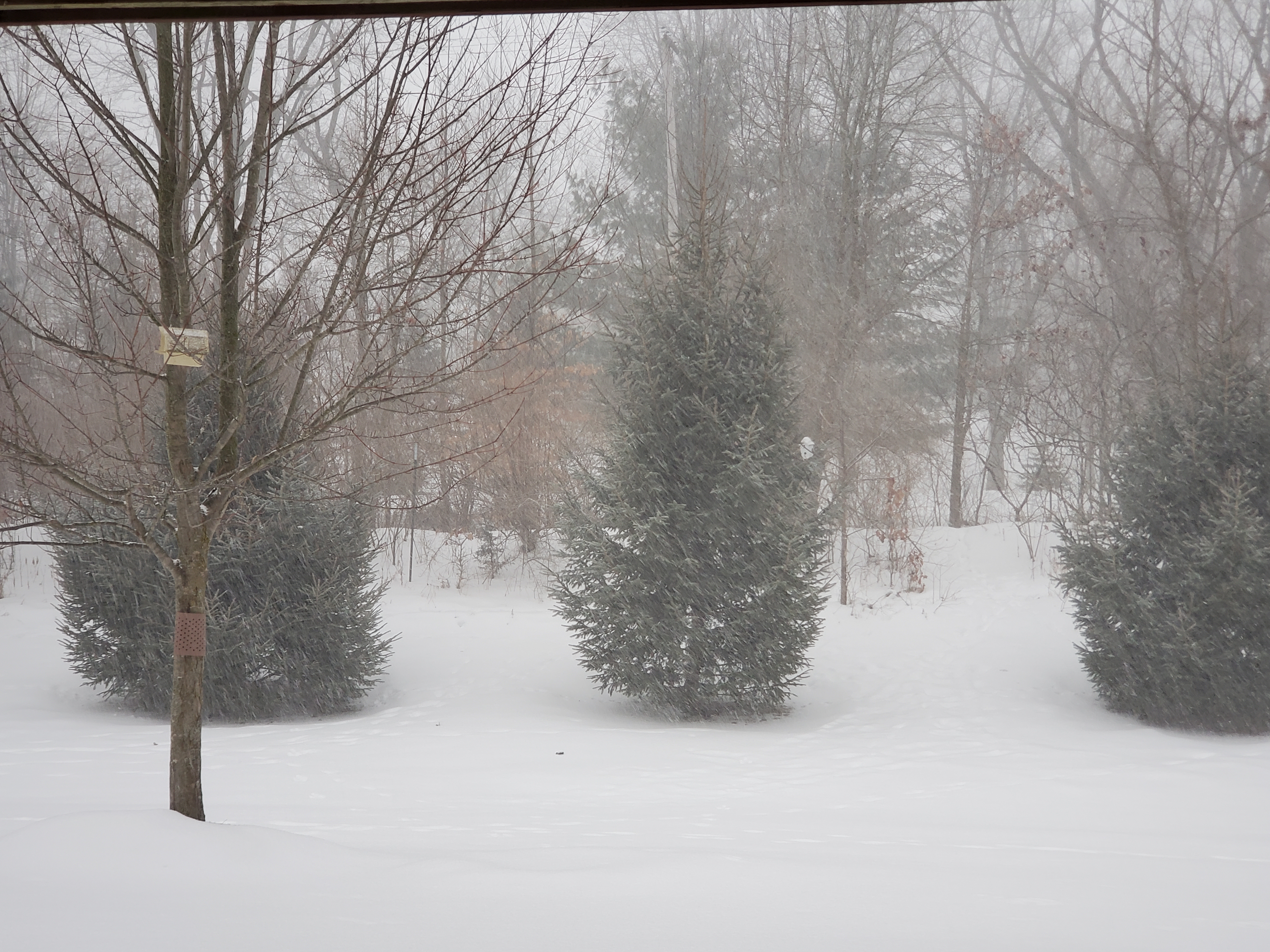 Michigan Winter Storm