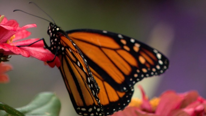 Monarch Butterfly