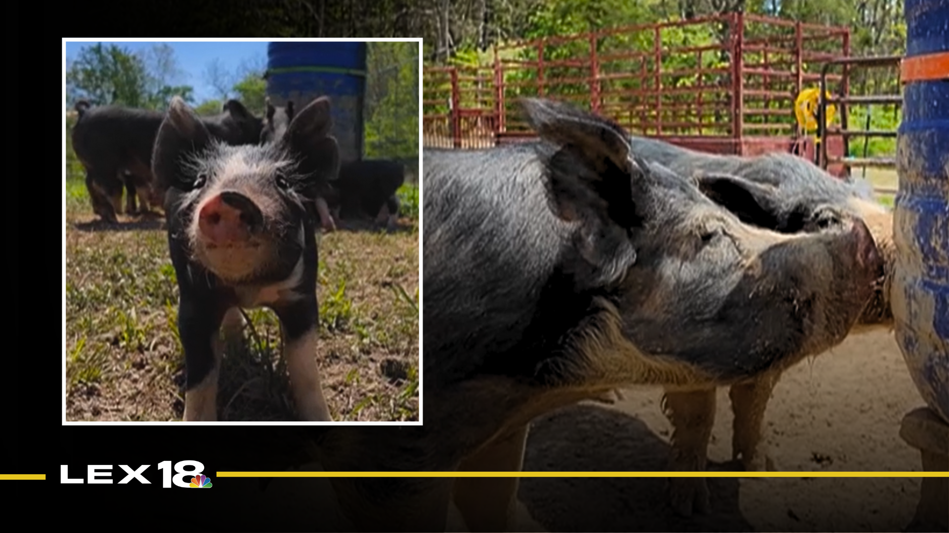 Field Notes: Scott County pig farm