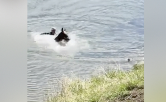 HORSE DROWNING PIC.jpg