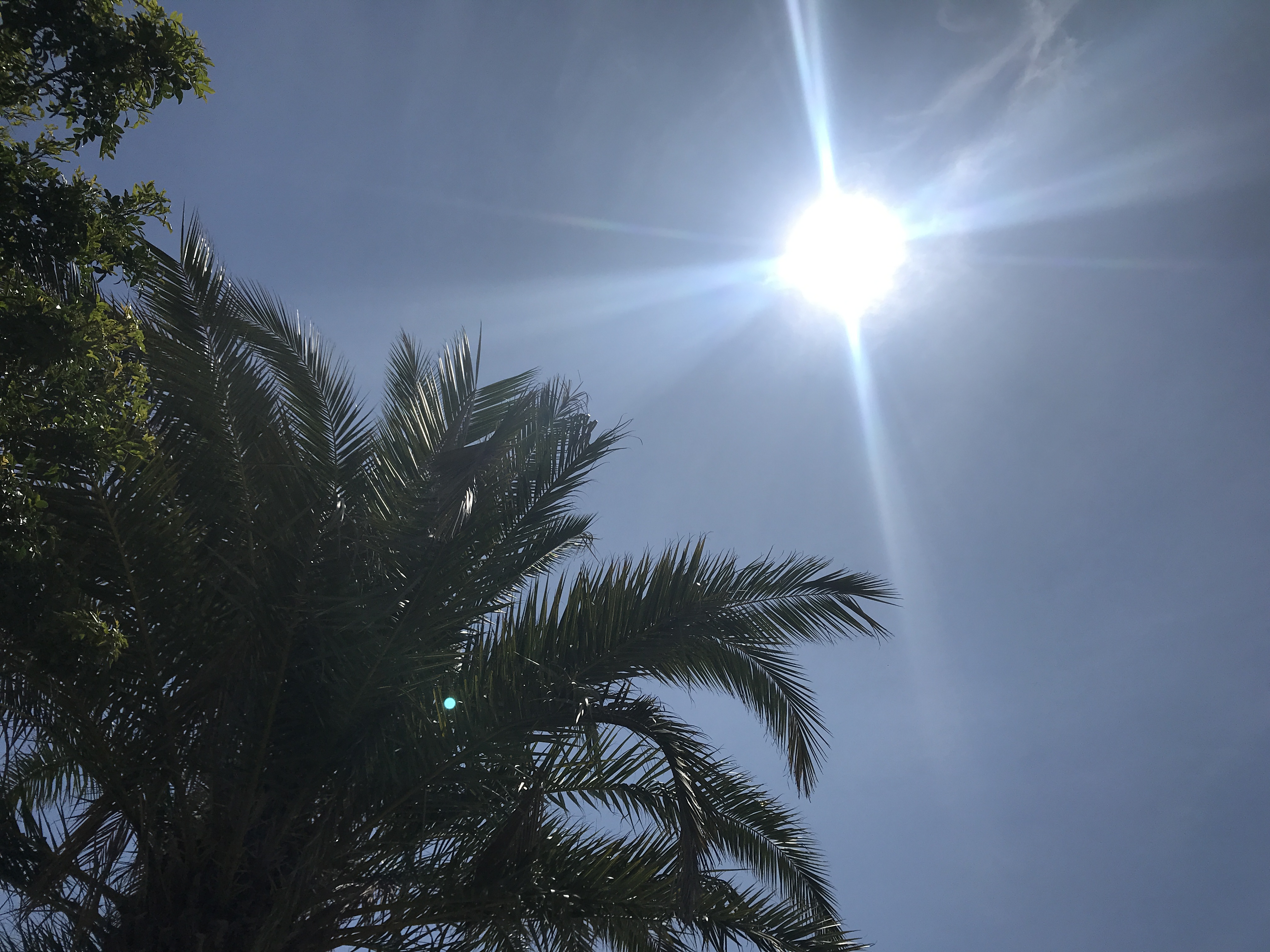 sunshine palm tree 1