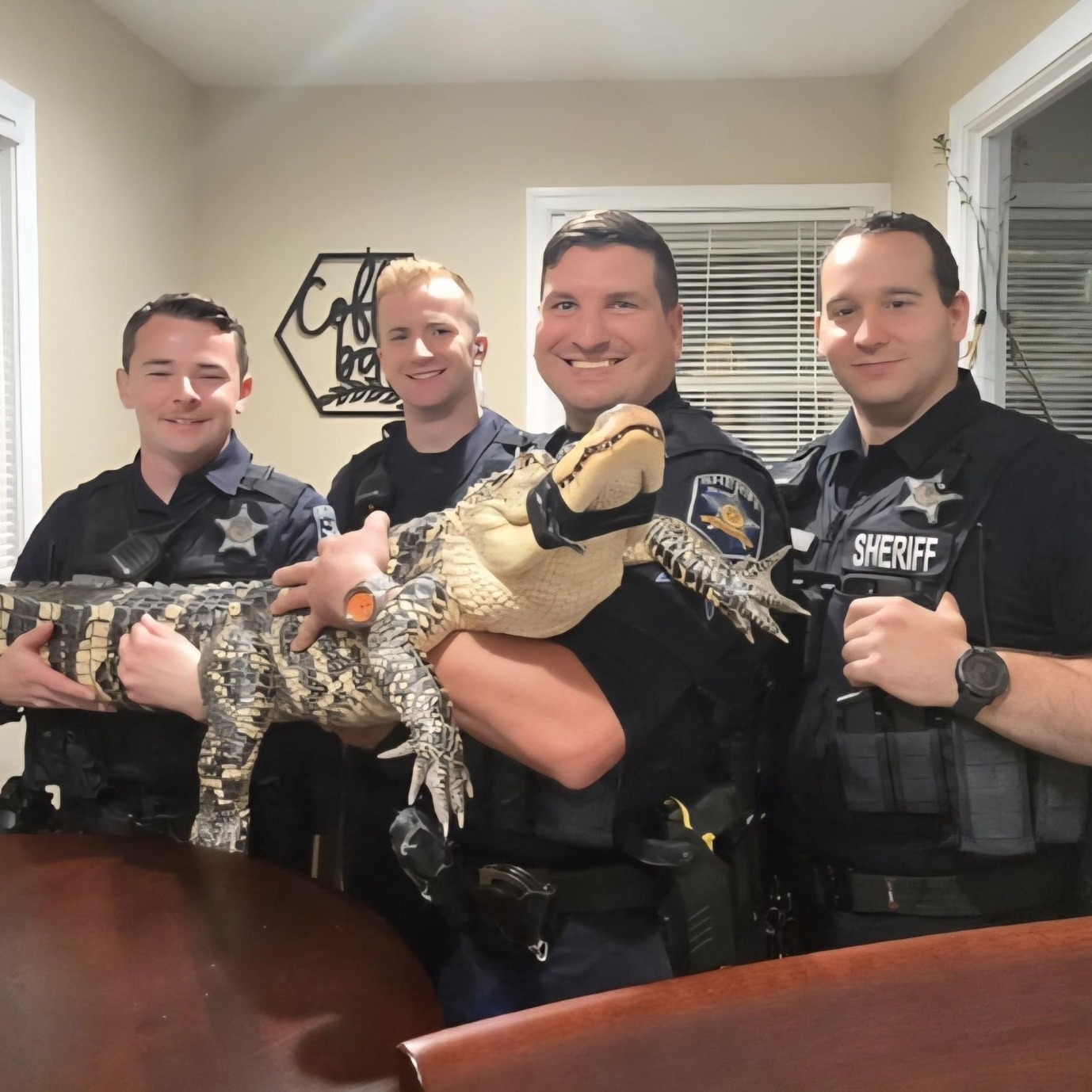 Alligator in Harford County 