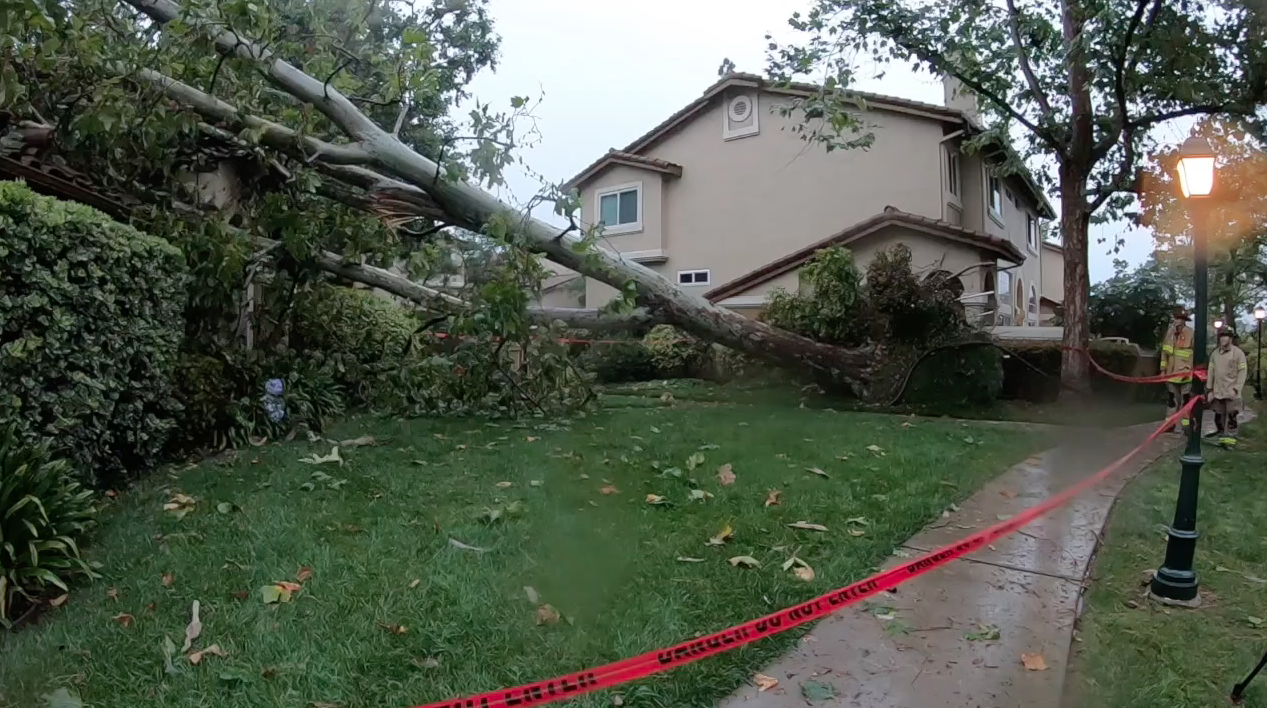 tree on university city home