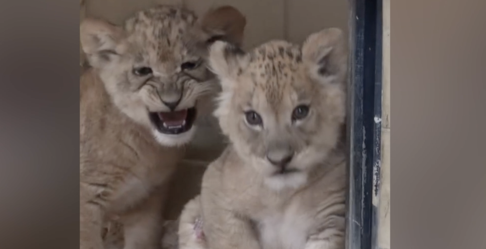 Detroit Zoo Lion cubs