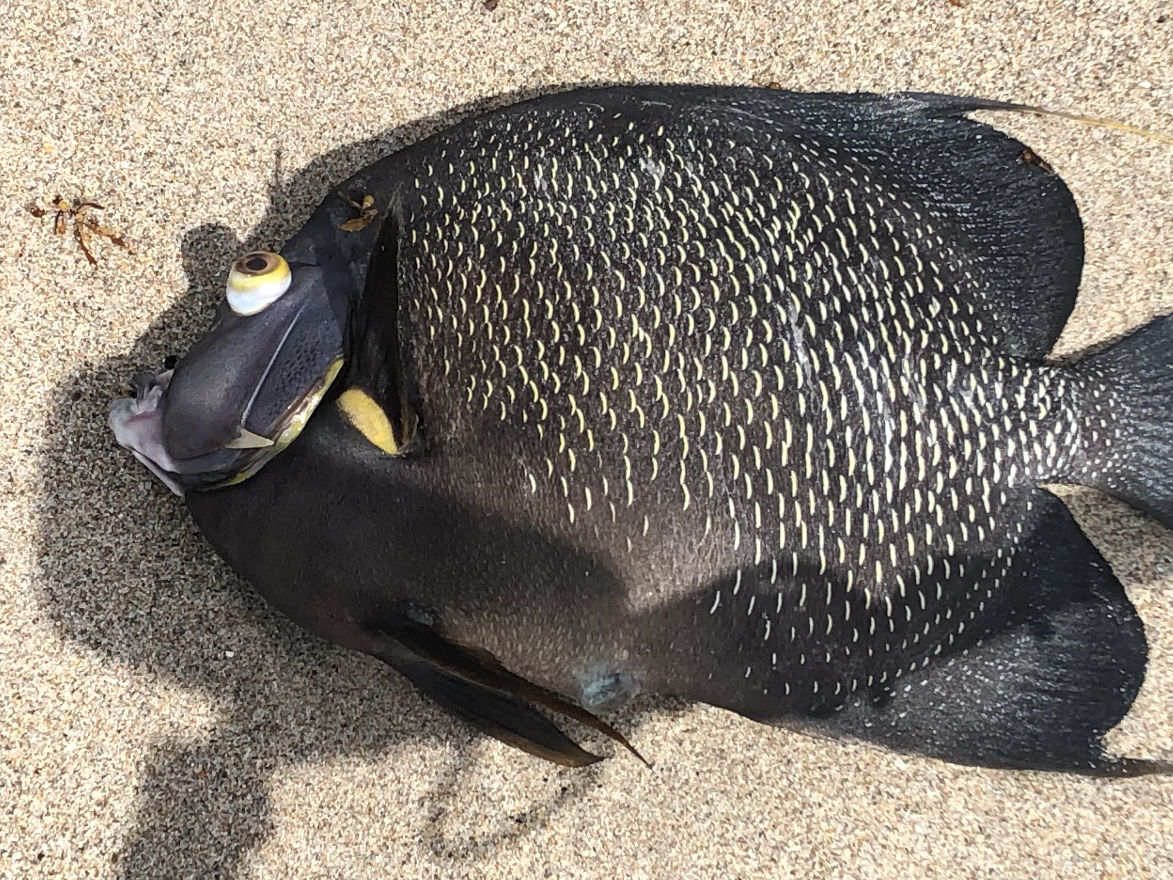 Beachgoers have noticed lots of dead fish washing ashore on South Florida beaches over the last several days.