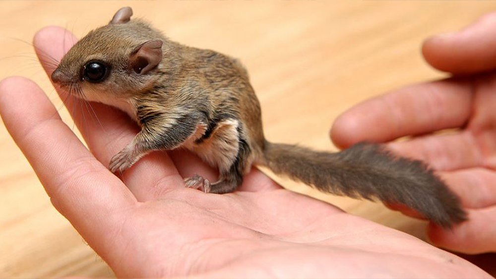 flying-squirrels-fwc-photo1.png