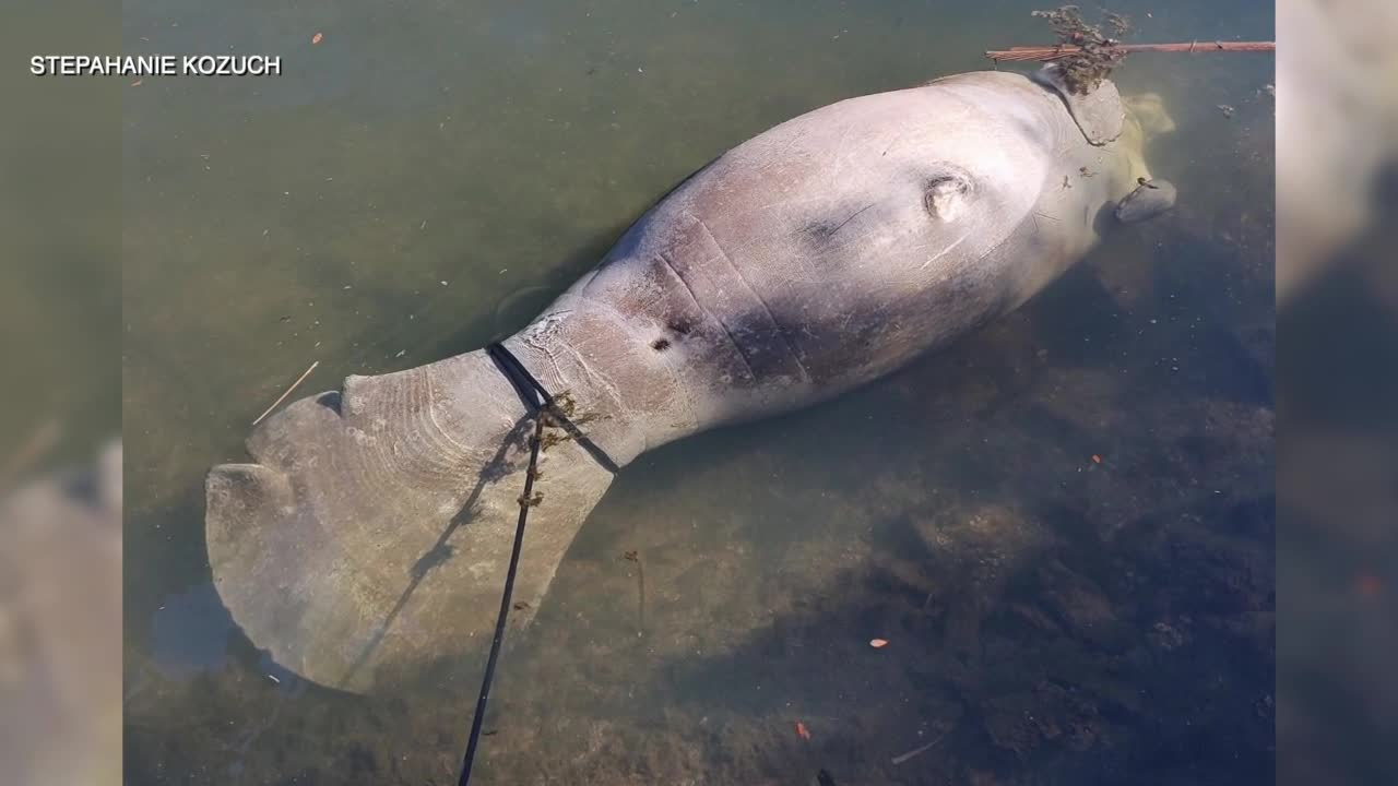 dead manatee.png