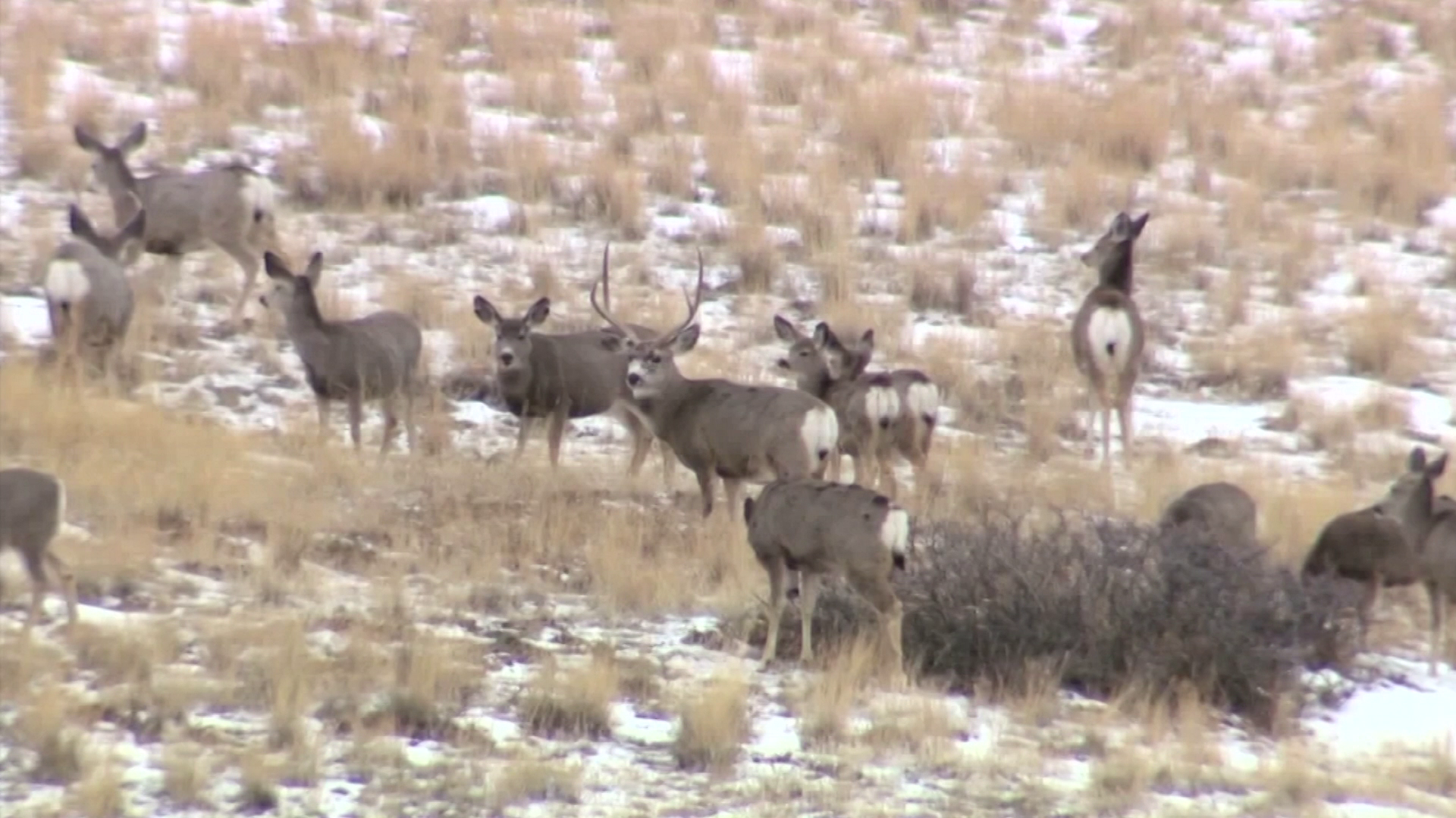 Deer in Montana