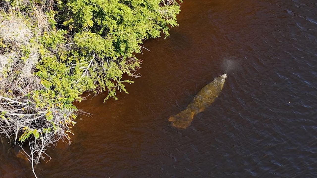FTM MULTIPLE MANATEE DEATHS new thumbnail.jpg