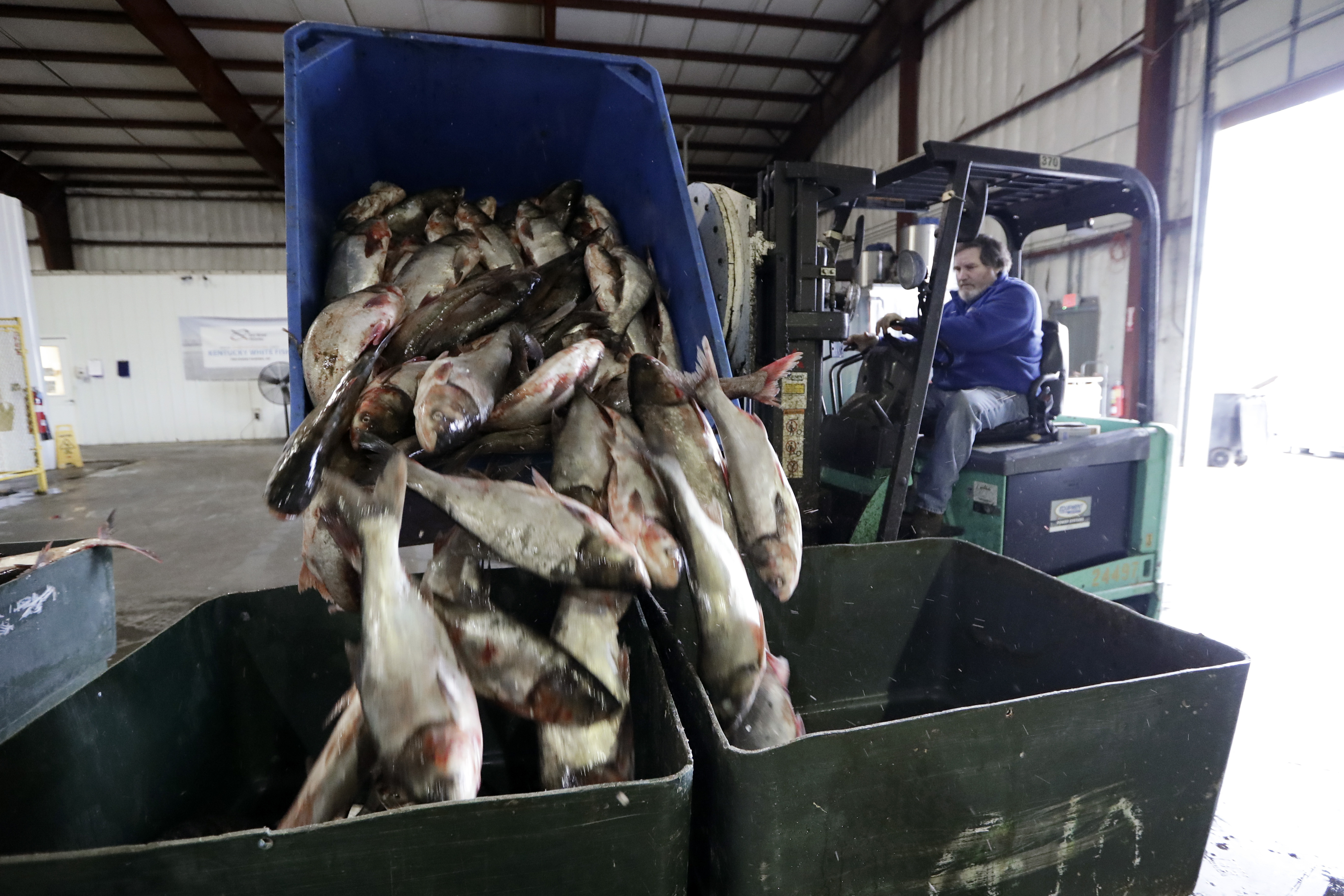 Carp Invasion