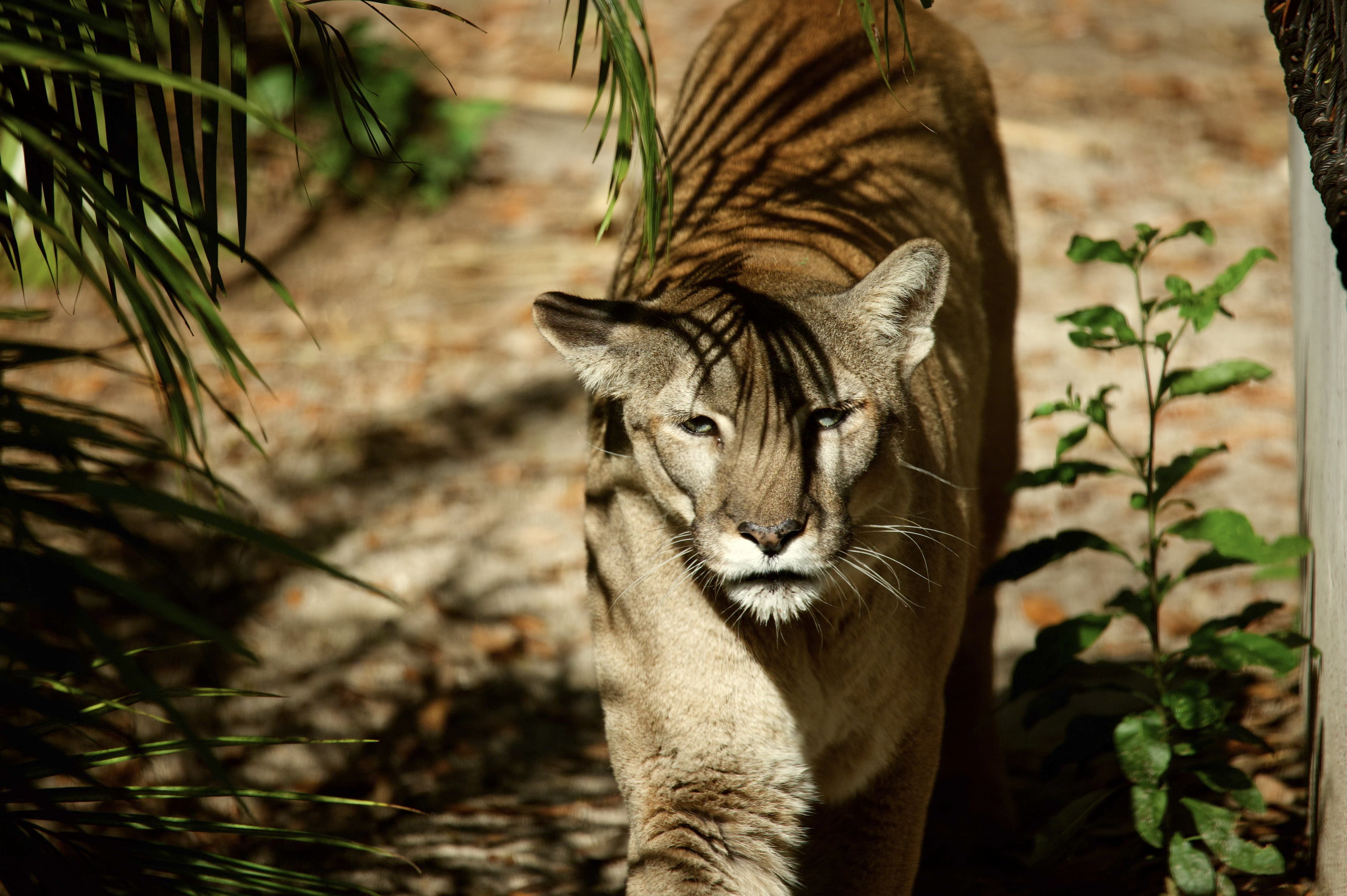Florida panther "Lucy" at ZooTampa. 