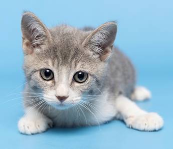 Spark Plug 2 AZ Humane Society.jpeg