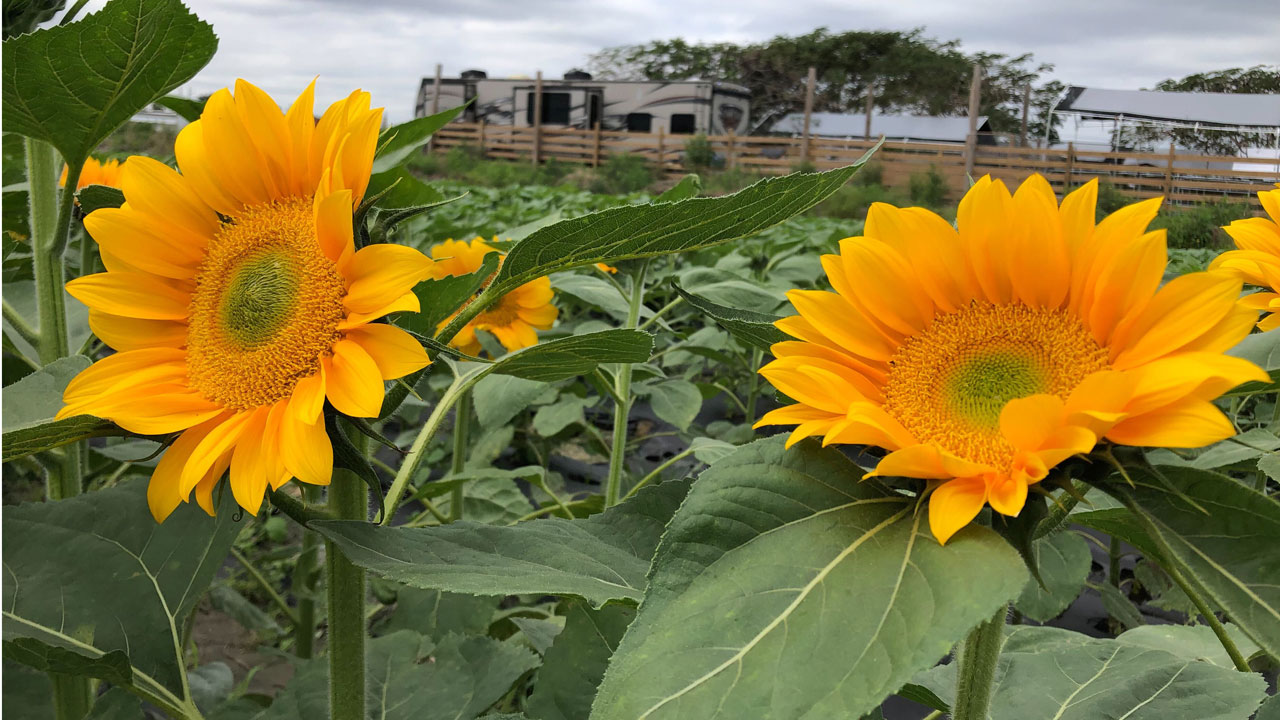 Sunflowers at Bedner's Market, March 2, 2022