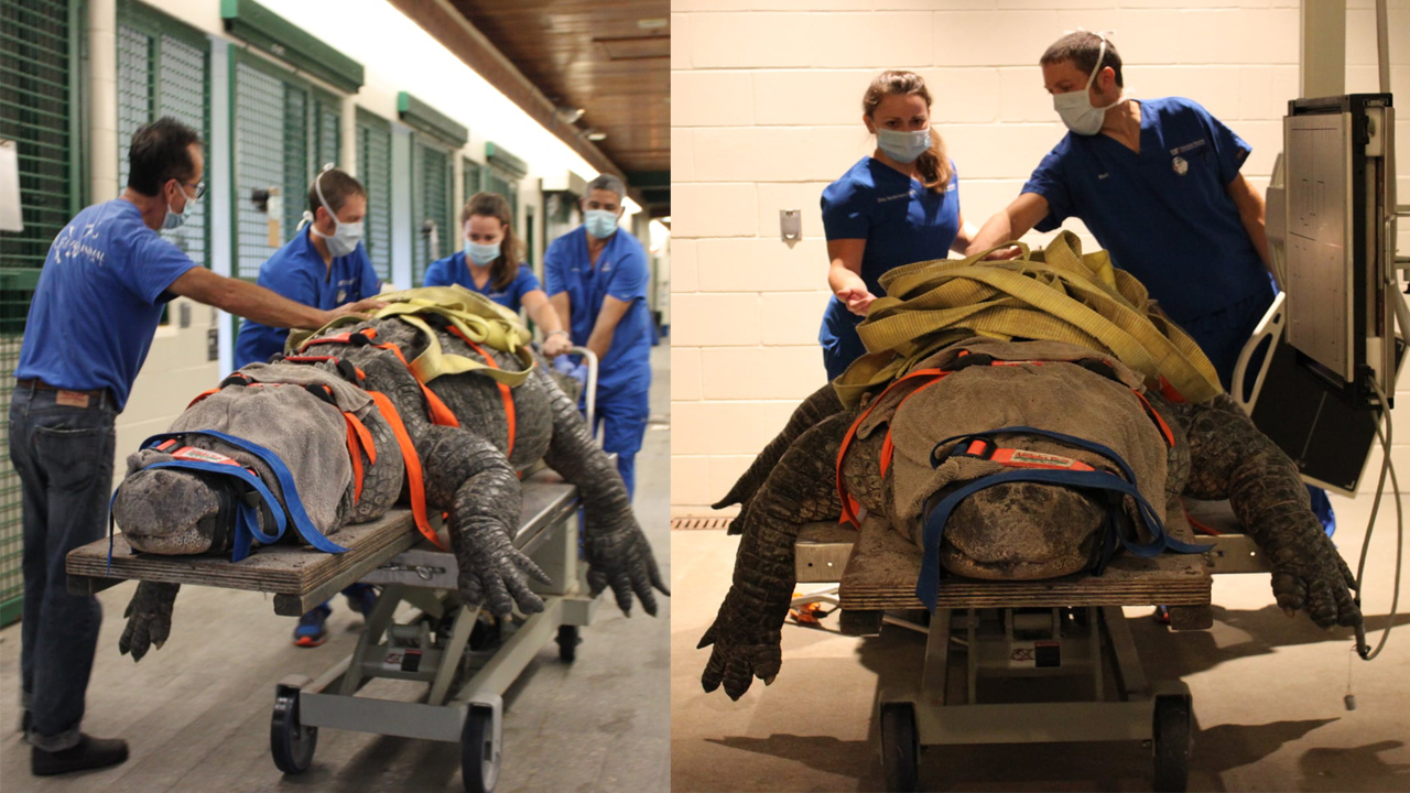 Alligator Farm 660-pound gator treated at UF Small Animal Hospital
