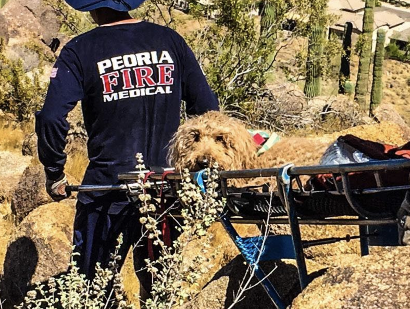 Peoria Firefighters save dog 