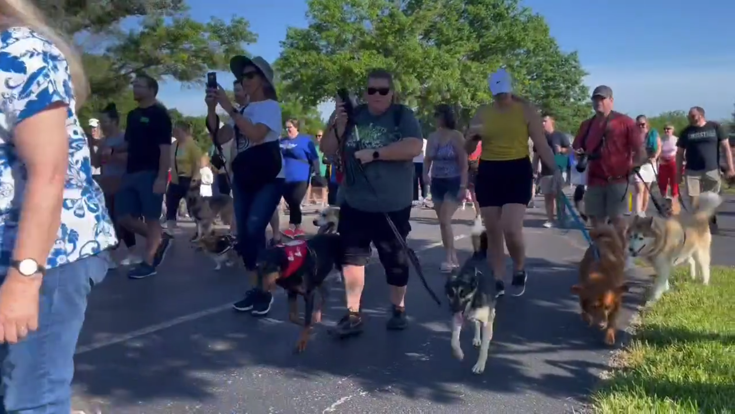 6-4 MUTT STRUTT.png