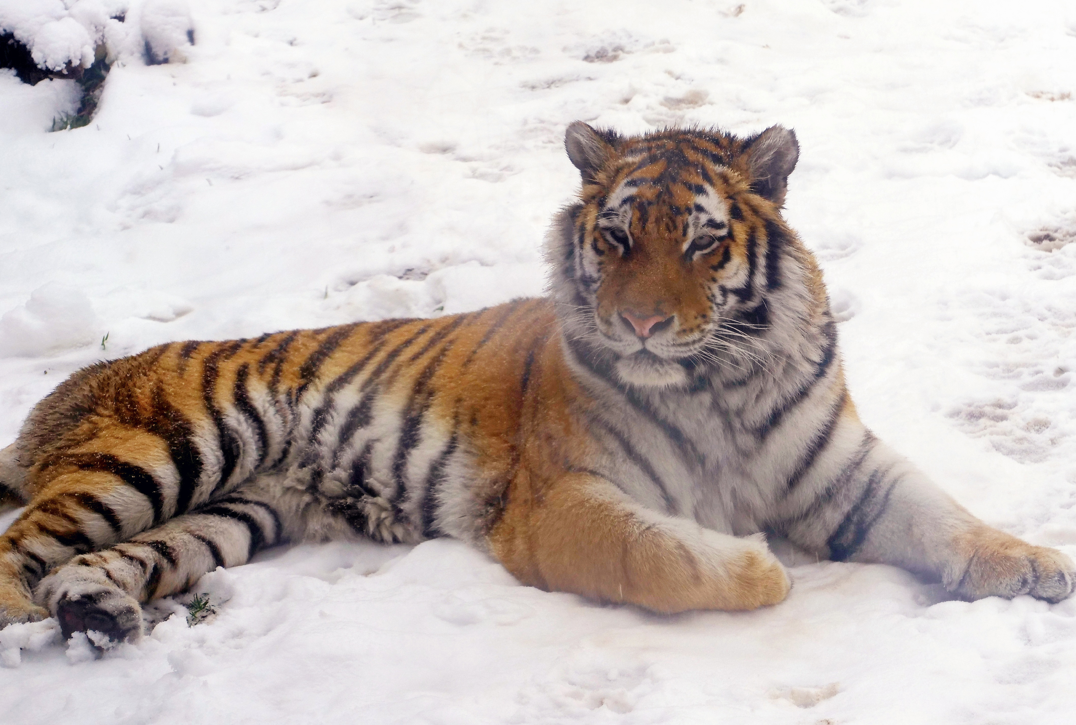 Amur Tiger Akasha in the Snow Zoo Boise