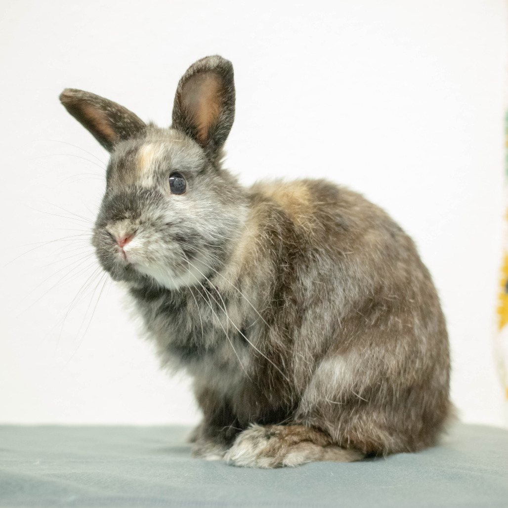 Cabbage the bunny