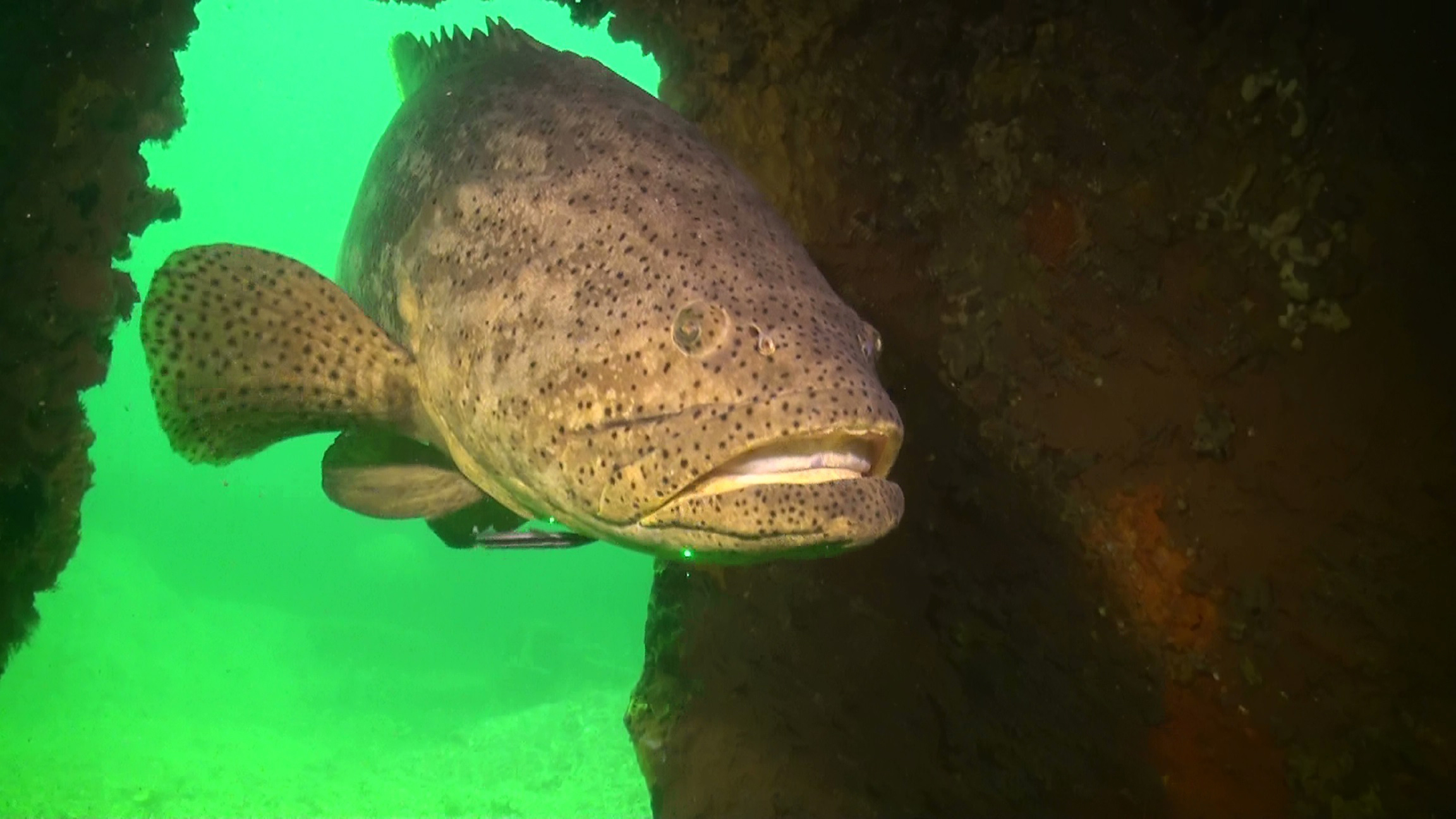 Goliath Grouper Florida