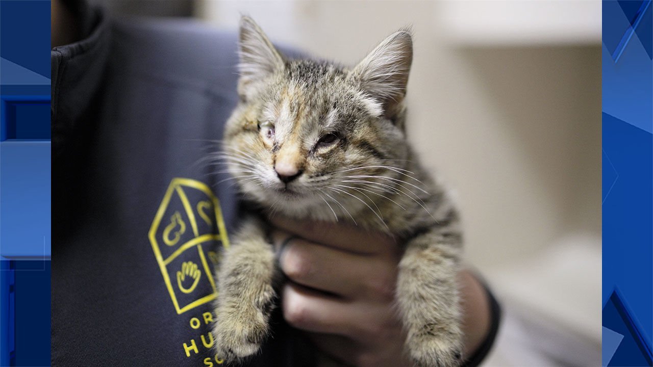Kitten born without eyes seeking forever home for the holidays