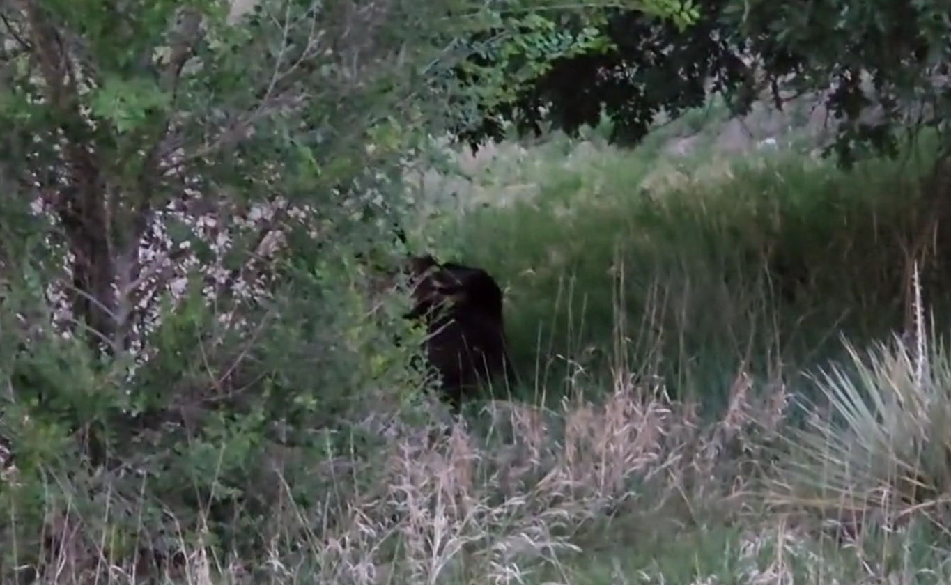 Bull Moose.png