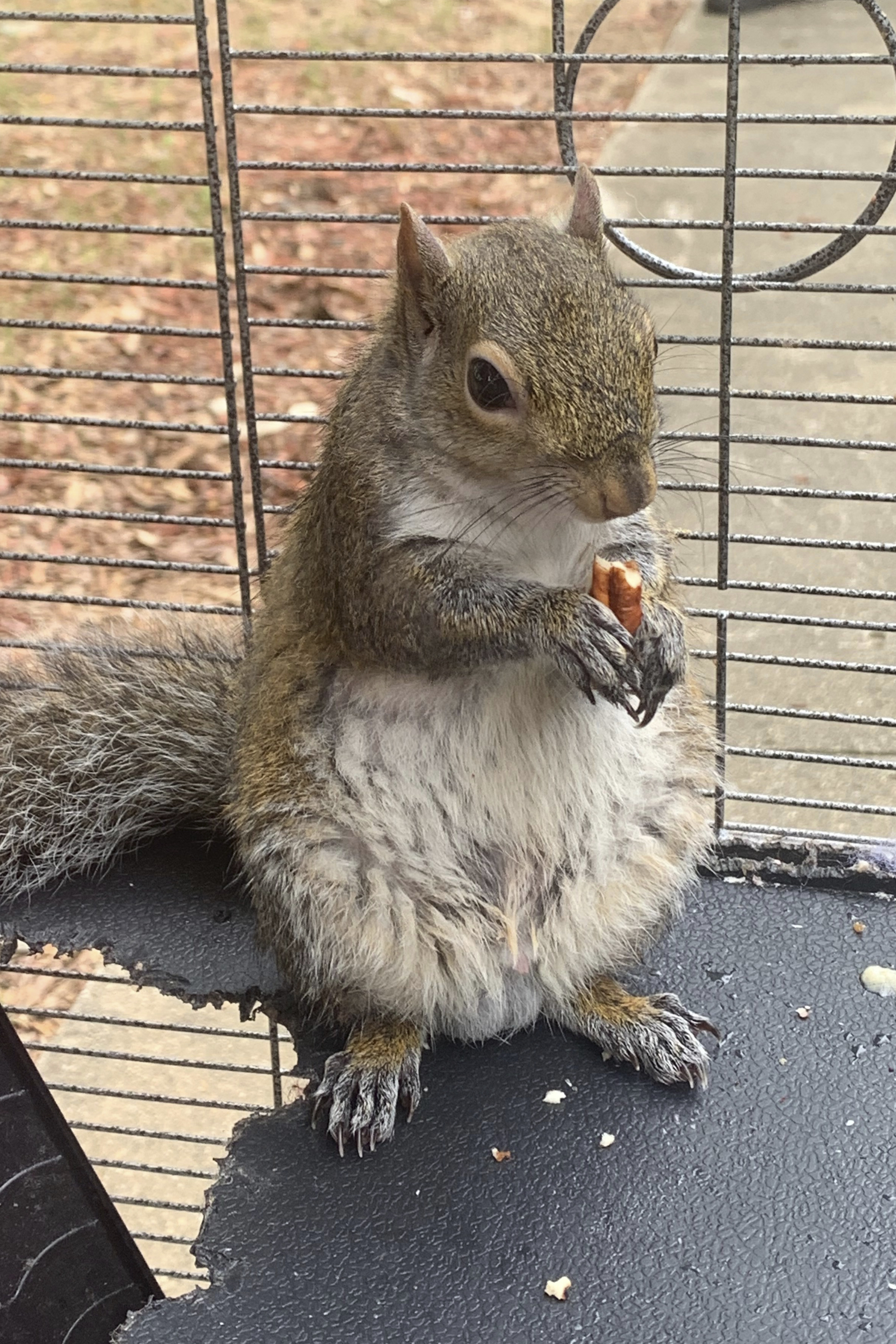 Attack Squirrel Meth AP IMAGE